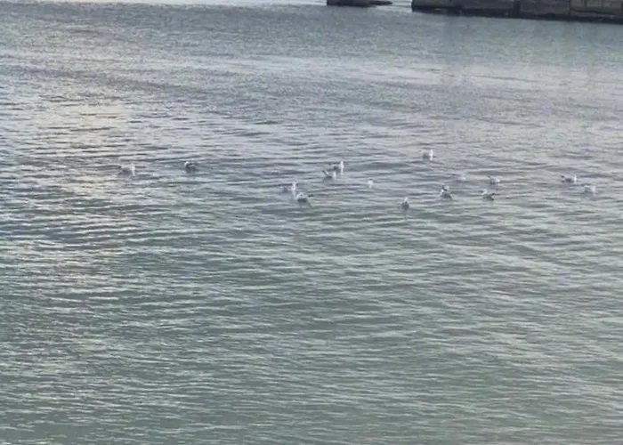 Zolotoj Bereg * Odessa